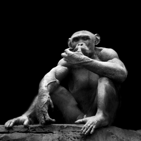 chimpansee (pan troglodytes) 8-2025 1995